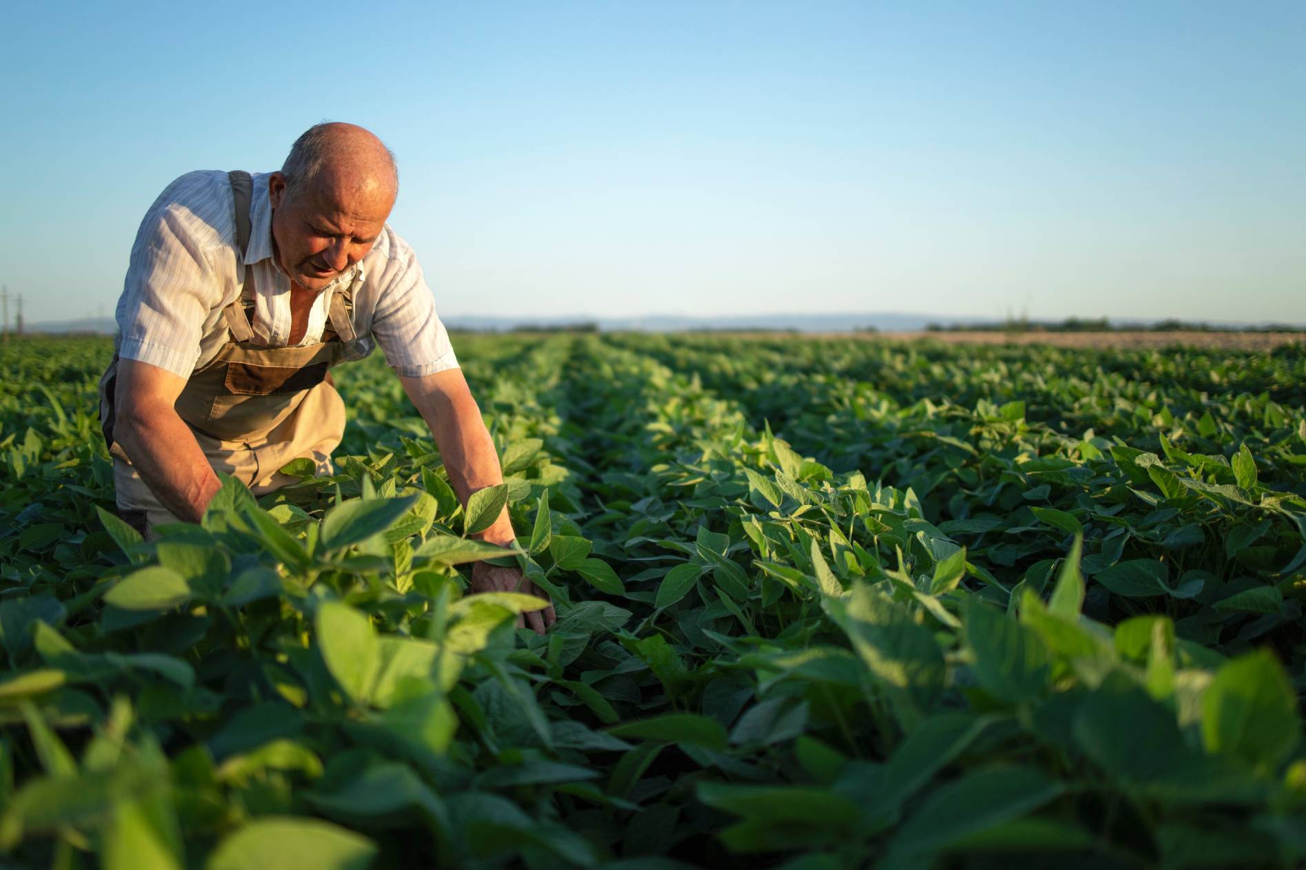 agricultor-agronomo-senior