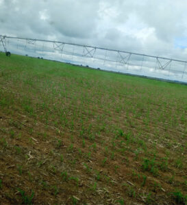 fazenda-mandaguari-273x300