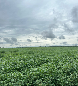 fazenda_nova_querencia