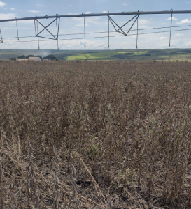 fazenda_santa_ines
